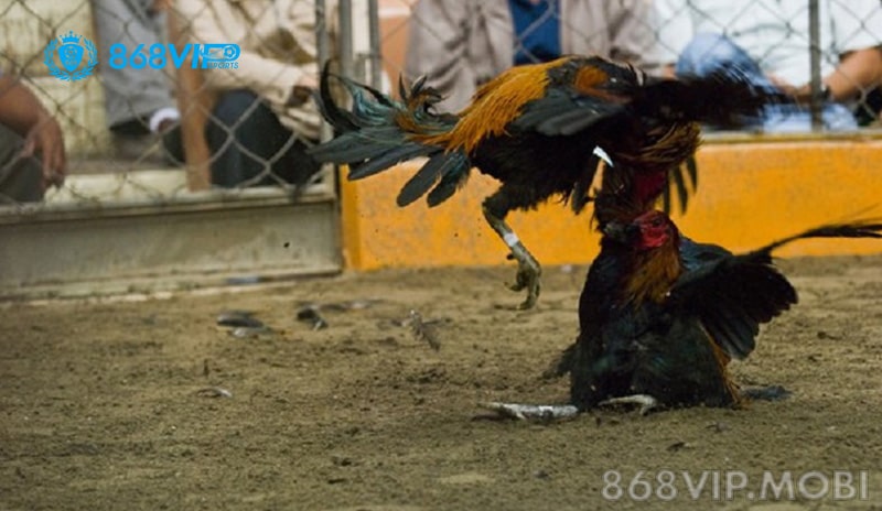 Nguồn gốc đá gà Peru